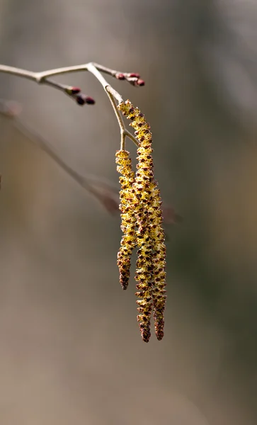 Catkins de printemps sur un aulne — Photo