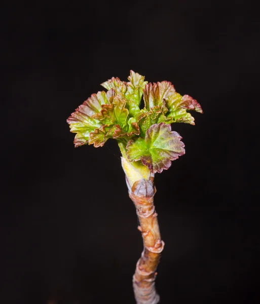 Foglie giovani sui rami del ribes — Foto Stock