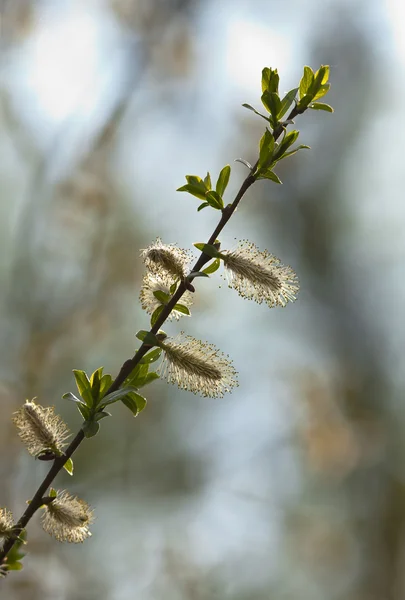 Çiçekler Bahar (Salix willow) — Stok fotoğraf