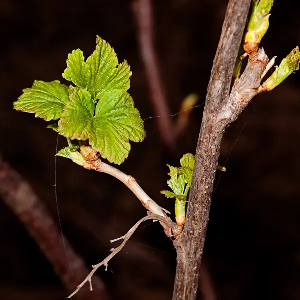 Młode liście na gałęzi porzeczki — Zdjęcie stockowe