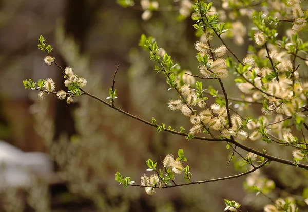 Fiori salice primavera (S Ligulix ) — Foto Stock