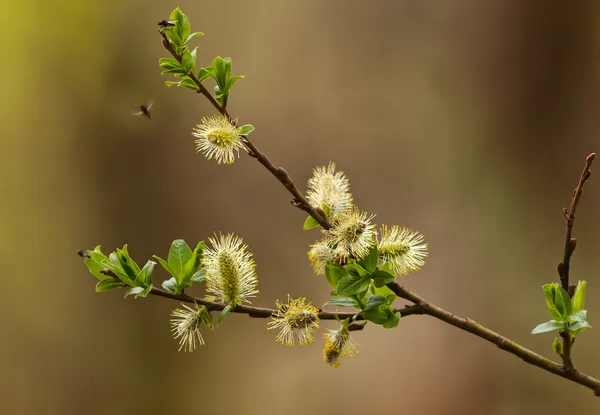 Çiçekler bahar willow (S? lix) — Stok fotoğraf