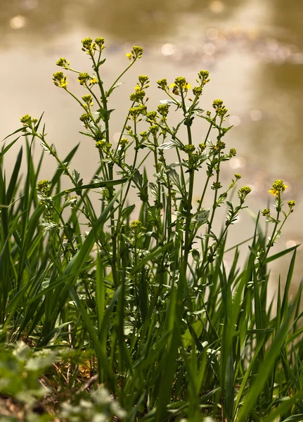 Das Gras — Stockfoto