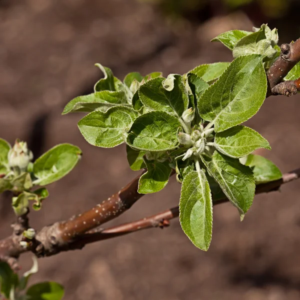 リンゴの木の枝に若い葉 — ストック写真