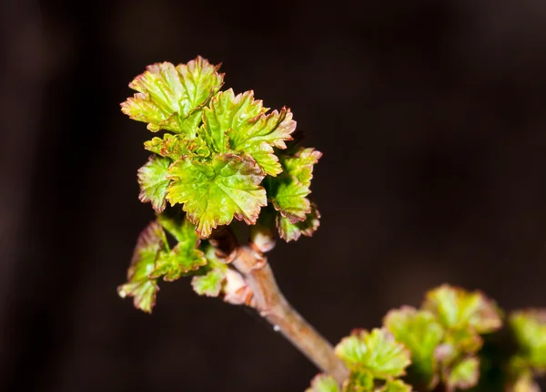 Unga blad på grenarna av vinbär — Stockfoto
