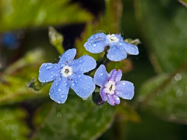 Mavi çiçek bergenia — Stok fotoğraf