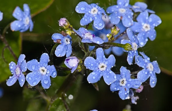 Bergenia niebieski kwiat — Zdjęcie stockowe