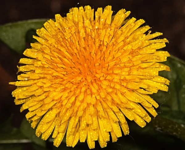 Жовта квітка кульбаба — стокове фото