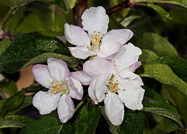 White flower Apple-tree Malus — Stock Photo, Image