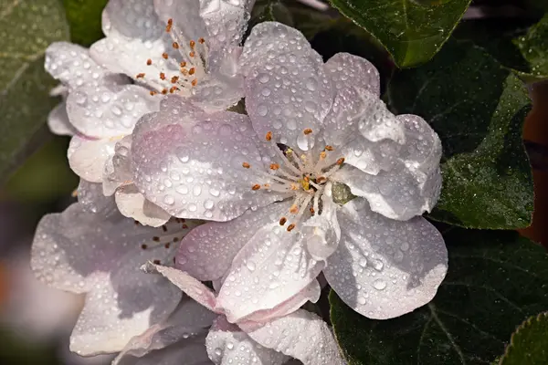 Белый цветок Яблоня Малус — стоковое фото