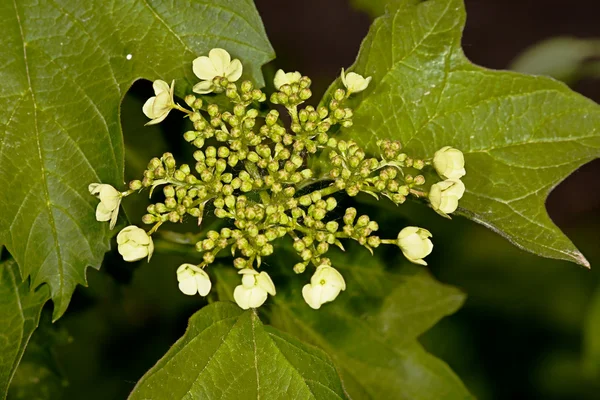 White flower Vib�rnum �pulus — Stock Photo, Image