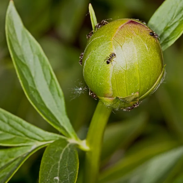 Die Knospe einer Pion — Stockfoto