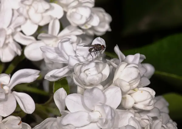 White flower Syringa — Stock Photo, Image