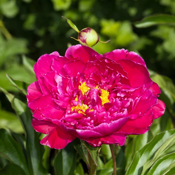 Flor de peonía roja — Foto de Stock