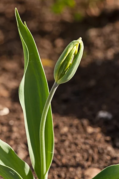 Vörös tulipán virág — Stock Fotó