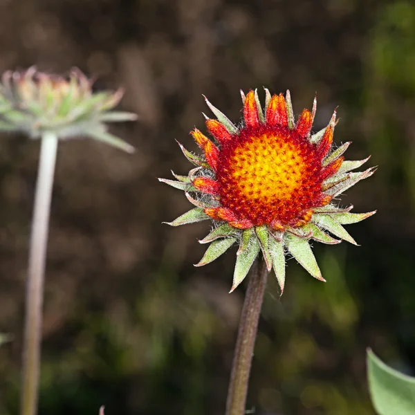 Gaillardia κόκκινο λουλούδι — Φωτογραφία Αρχείου