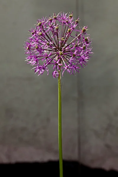 Rode allium flower — Stockfoto