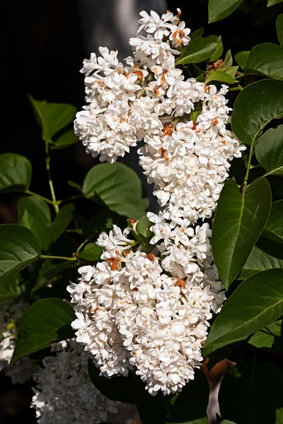 White flower Syringa — Stock Photo, Image