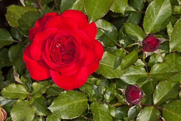 Rosa roja flor —  Fotos de Stock