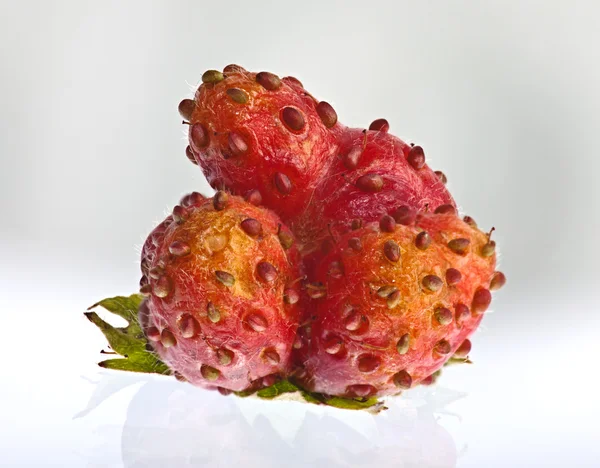 Erdbeer-Mutation — Stockfoto