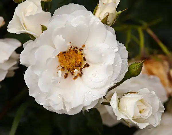 White rose flower — Stock Photo, Image