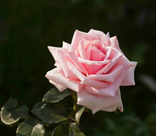 Rosa roja flor —  Fotos de Stock