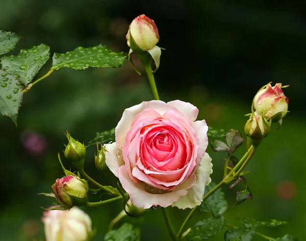 Röd ros blomma — Stockfoto