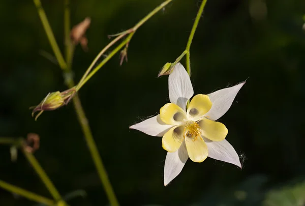 Witte bloem aquilegia — Stockfoto