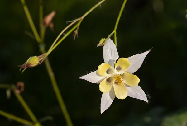 Vit blomma aquilegia — Stockfoto