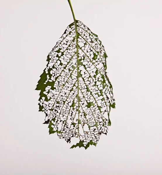 Frunzele sunt consumate omizi pe alb — Fotografie, imagine de stoc