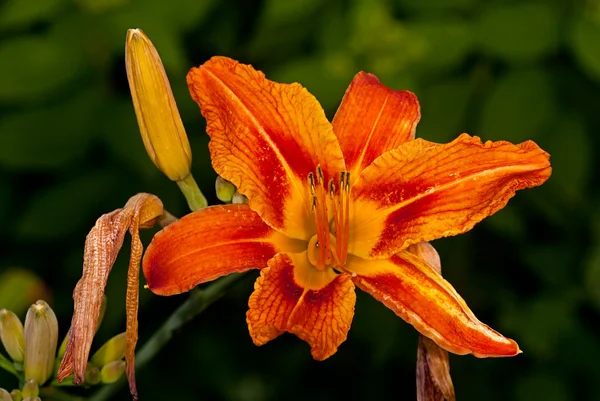 Hemerocallis kwiatu pomarańczy — Zdjęcie stockowe