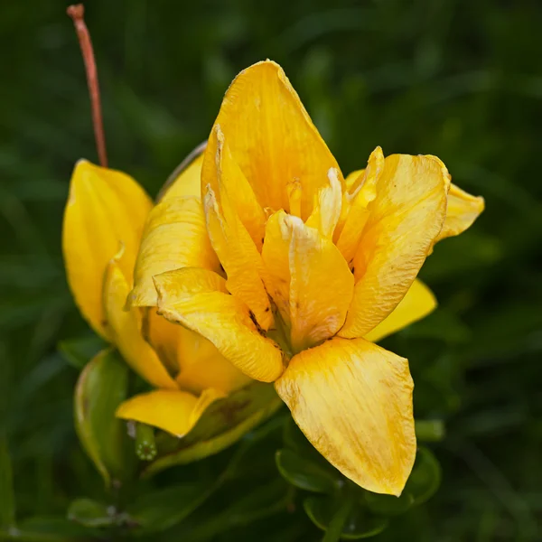 Жовт квітЄ Лілія — стокове фото