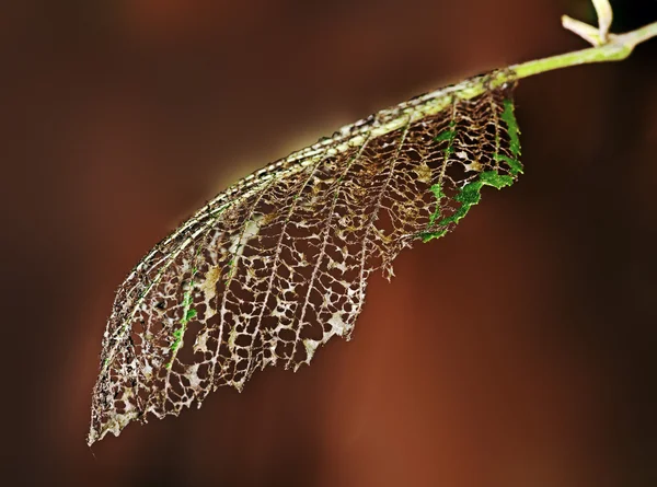 Blätter werden Raupen weggefressen — Stockfoto