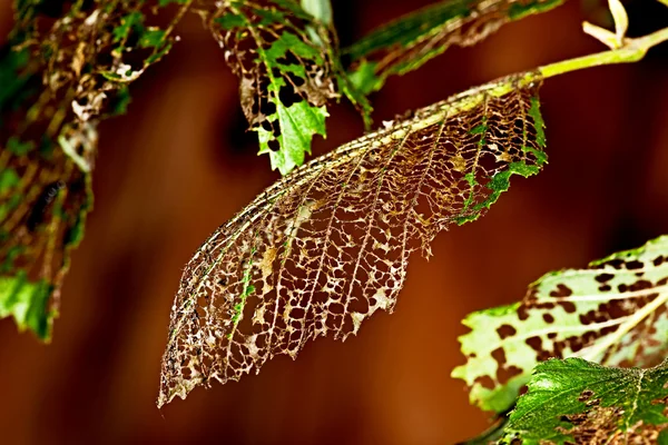 Les feuilles sont dévorées chenilles — Photo