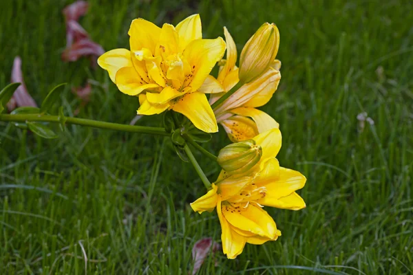 Żółty kwiat lilii — Zdjęcie stockowe