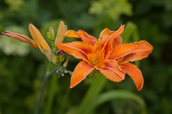 Hemerocallis kwiatu pomarańczy — Zdjęcie stockowe