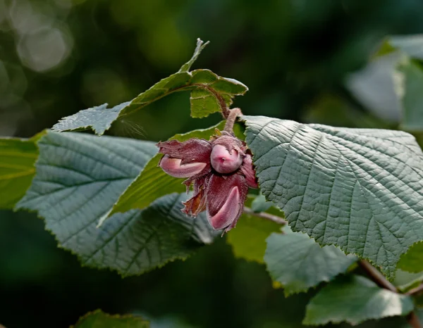 Hazelnuts with leaves — Stock Photo, Image