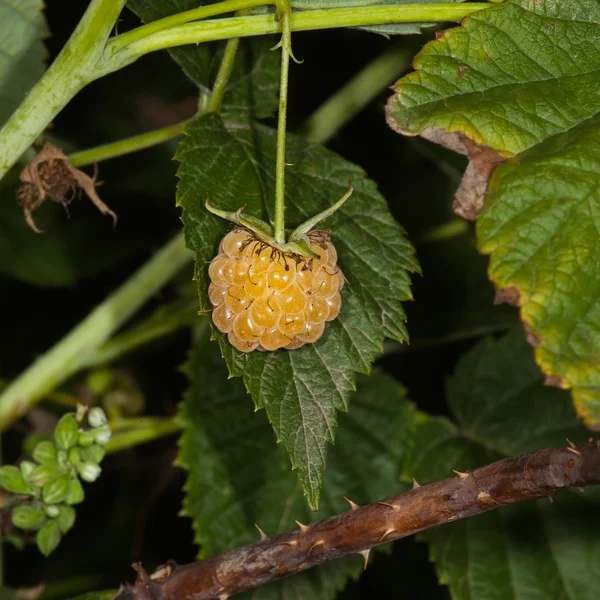 Gelbe Himbeeren — Stockfoto