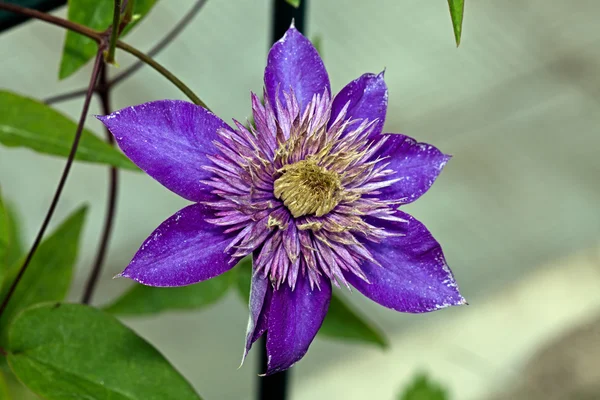 Blauwe bloem clematis — Stockfoto