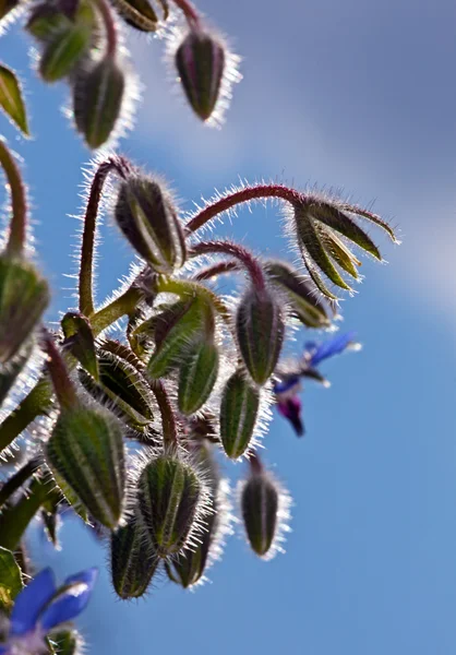 Fiore blu Bor Ligugo — Foto Stock