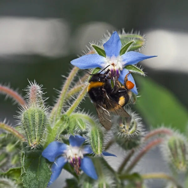 Blå blomma Bor? gå — Stockfoto