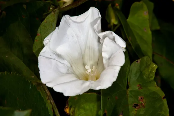 White flower Convolvulus arvensis — Stock Photo, Image