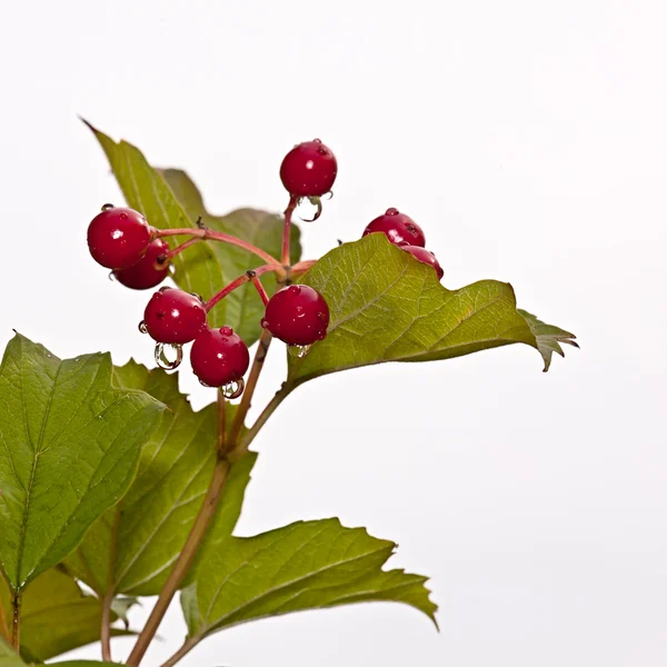Czerwone jagody lebiodka — Zdjęcie stockowe