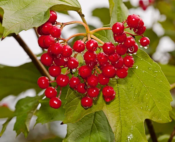 Piros bogyós gyümölcsök a guelder-Rózsa — Stock Fotó