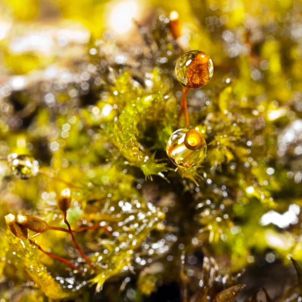 Drops of water on the moss — Stock Photo, Image