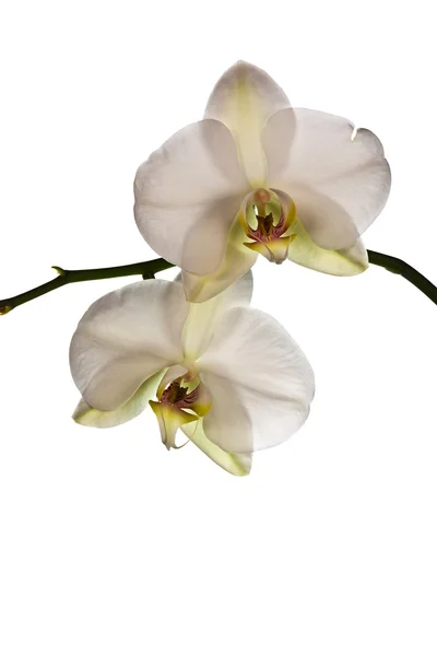 Flowers white Orchid — Stock Photo, Image