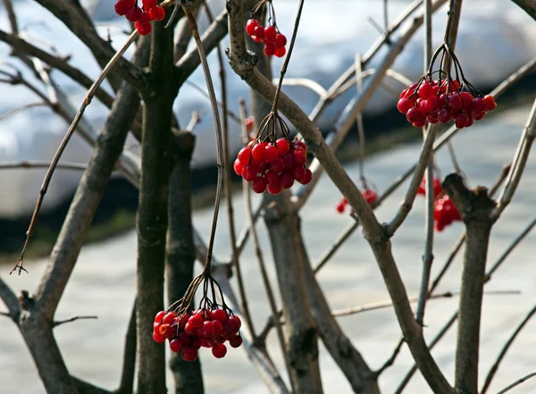 Rode bessen van een guelder-rose — Stockfoto