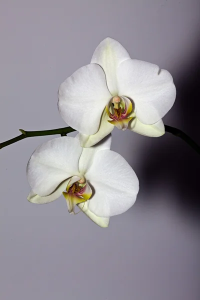 Białe kwiaty orchidei — Zdjęcie stockowe