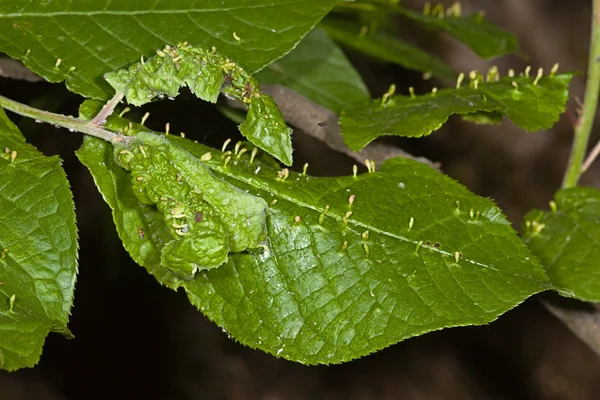 La hoja paciente del árbol Fotos de stock libres de derechos