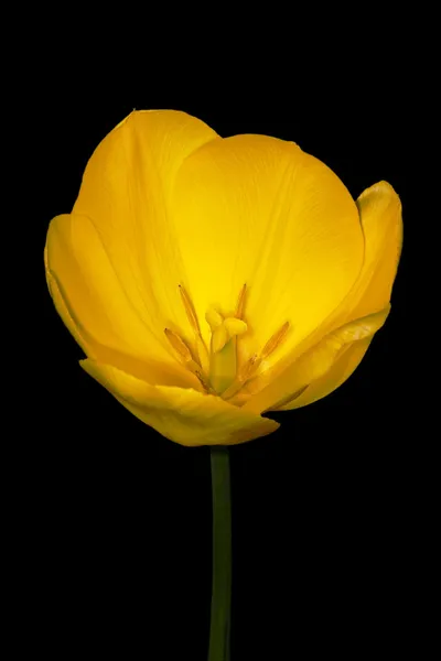 Gelber Blumen-Trollius Stockfoto